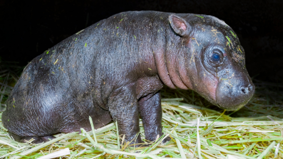 baby hippo on some hay