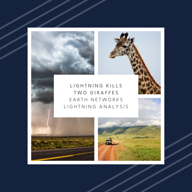 Lightning kills two giraffes | Earth Networks Lightning Analysis for lightning safety outdoors