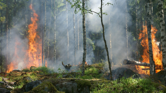 Wildfire and smoke in a forest scene