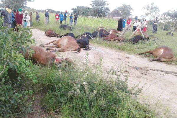 Lightning in Zimbabwe Kills 19 Cattle