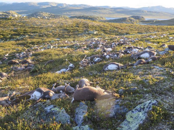 Lightning Strike in Norway Kills More Than 300 Reindeer
