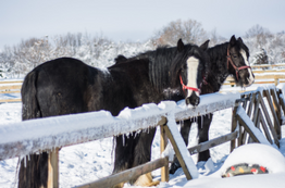 Keeping Animals Warm in Winter: A Safety Guide