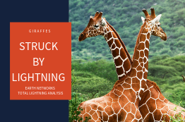 Giraffes Struck By Lightning | Earth Networks Lightning Analysis