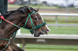 Updated ARCI Model Rules Include Severe Weather Safety at Race Tracks