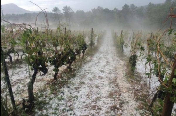 Weather & Wine: Hail Destroys French Vineyards